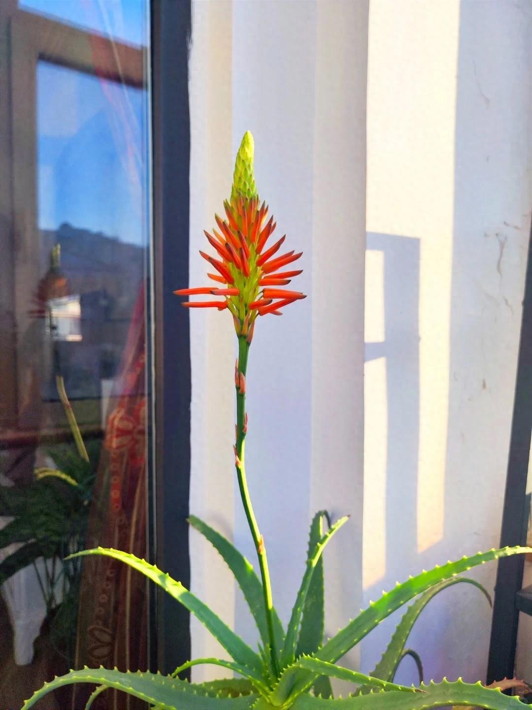 Bức ảnh chụp cành cây nở hoa đỏ thắm khiến dân tình thốt lên: Điềm lành!- Ảnh 1. Bức ảnh chụp cành cây nở hoa đỏ thắm khiến dân tình thốt lên: Điềm lành!- Ảnh 1.