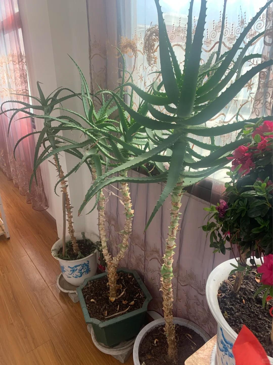 Bức ảnh chụp cành cây nở hoa đỏ thắm khiến dân tình thốt lên: Điềm lành!- Ảnh 3. Bức ảnh chụp cành cây nở hoa đỏ thắm khiến dân tình thốt lên: Điềm lành!- Ảnh 3.