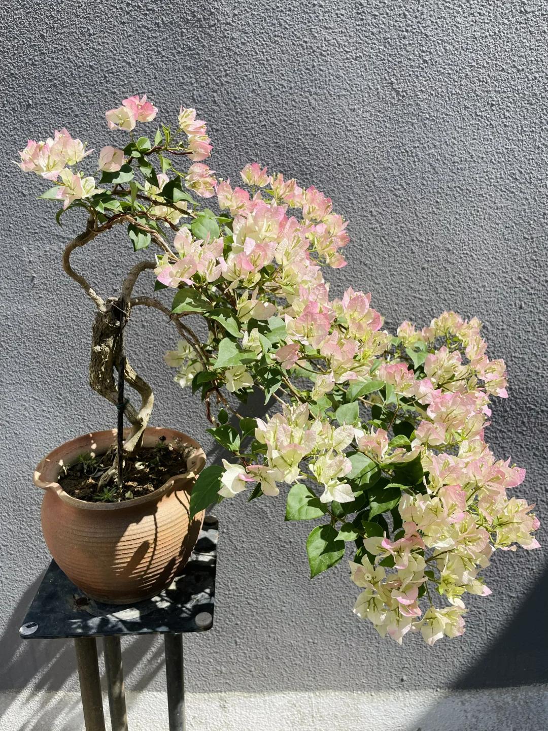 C&acirc;y hoa giấy chồng t&ocirc;i trồng 