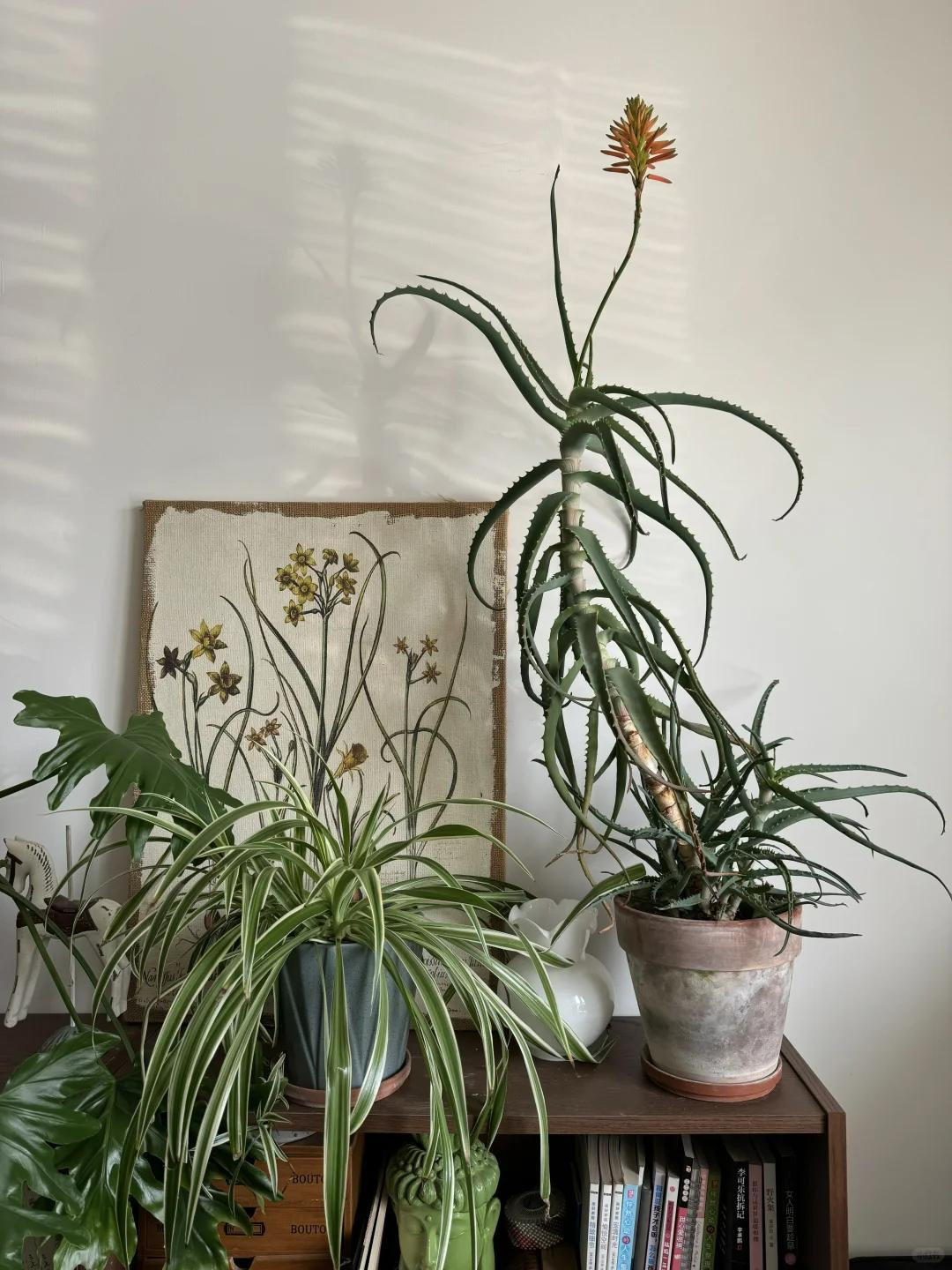 Bức ảnh chụp cành cây nở hoa đỏ thắm khiến dân tình thốt lên: Điềm lành!- Ảnh 4. Bức ảnh chụp cành cây nở hoa đỏ thắm khiến dân tình thốt lên: Điềm lành!- Ảnh 4.