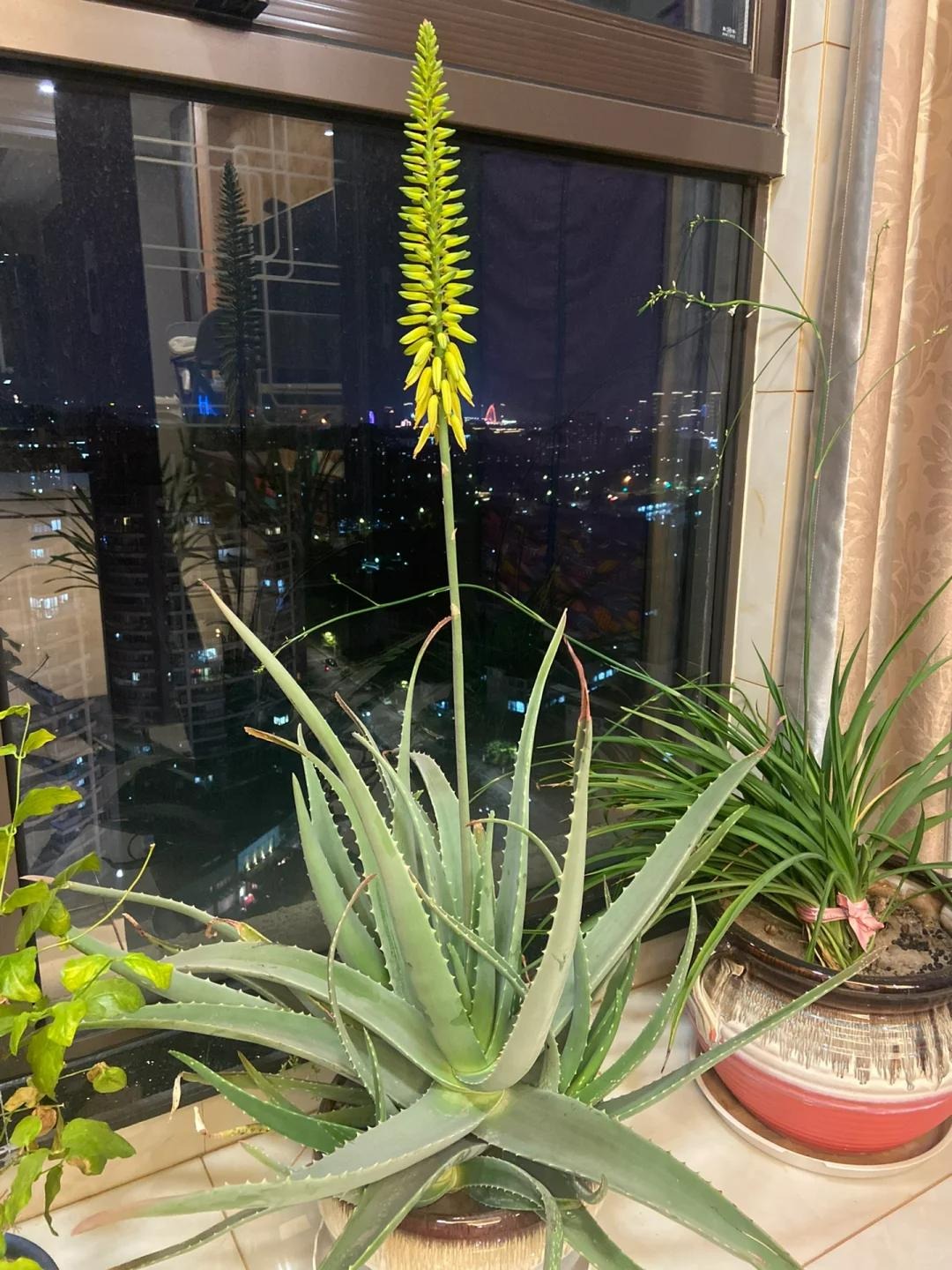 Bức ảnh chụp cành cây nở hoa đỏ thắm khiến dân tình thốt lên: Điềm lành!- Ảnh 5. Bức ảnh chụp cành cây nở hoa đỏ thắm khiến dân tình thốt lên: Điềm lành!- Ảnh 5.