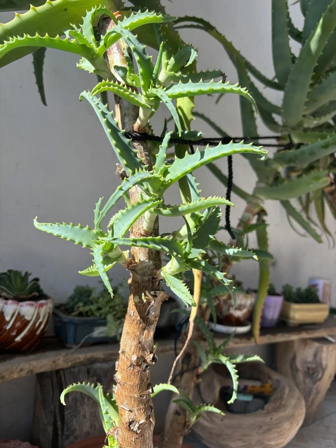 Bức ảnh chụp cành cây nở hoa đỏ thắm khiến dân tình thốt lên: Điềm lành!- Ảnh 6. Bức ảnh chụp cành cây nở hoa đỏ thắm khiến dân tình thốt lên: Điềm lành!- Ảnh 6.