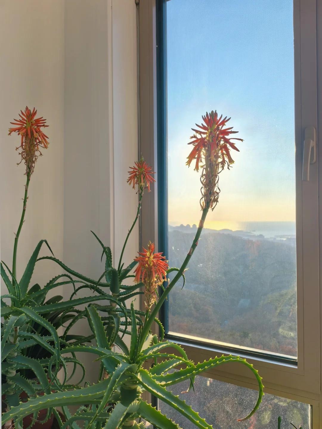 Bức ảnh chụp cành cây nở hoa đỏ thắm khiến dân tình thốt lên: Điềm lành!- Ảnh 7. Bức ảnh chụp cành cây nở hoa đỏ thắm khiến dân tình thốt lên: Điềm lành!- Ảnh 7.