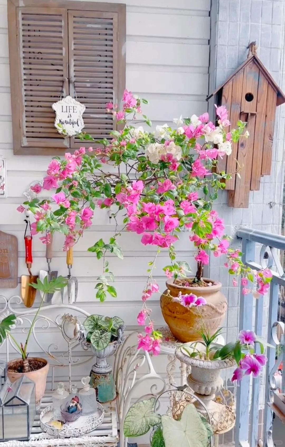 C&acirc;y hoa giấy chồng t&ocirc;i trồng 