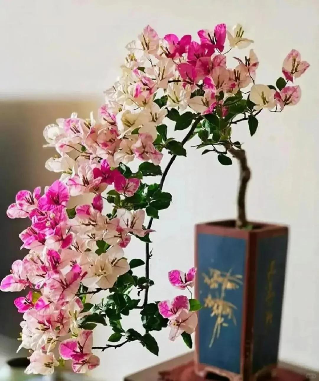 C&acirc;y hoa giấy chồng t&ocirc;i trồng 