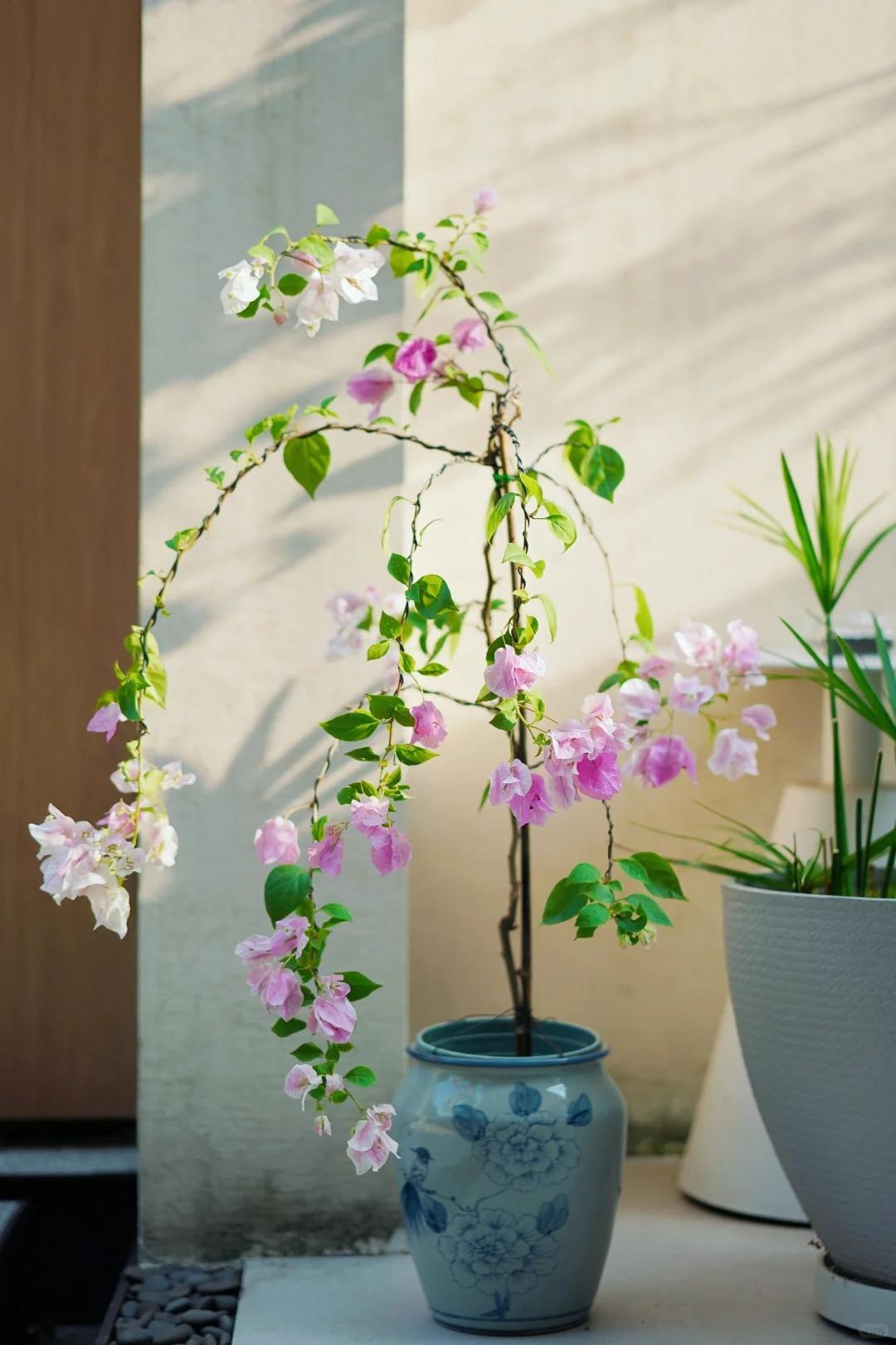 C&acirc;y hoa giấy chồng t&ocirc;i trồng 