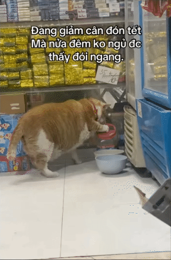 "Cậu cả" tiệm tạp h&oacute;a Th&aacute;i H&agrave;: Ch&uacute; m&egrave;o cam 12kg phủ s&oacute;ng MXH, danh tiếng c&ograve;n lan sang cả xứ sở Ch&ugrave;a V&agrave;ng- Ảnh 6.