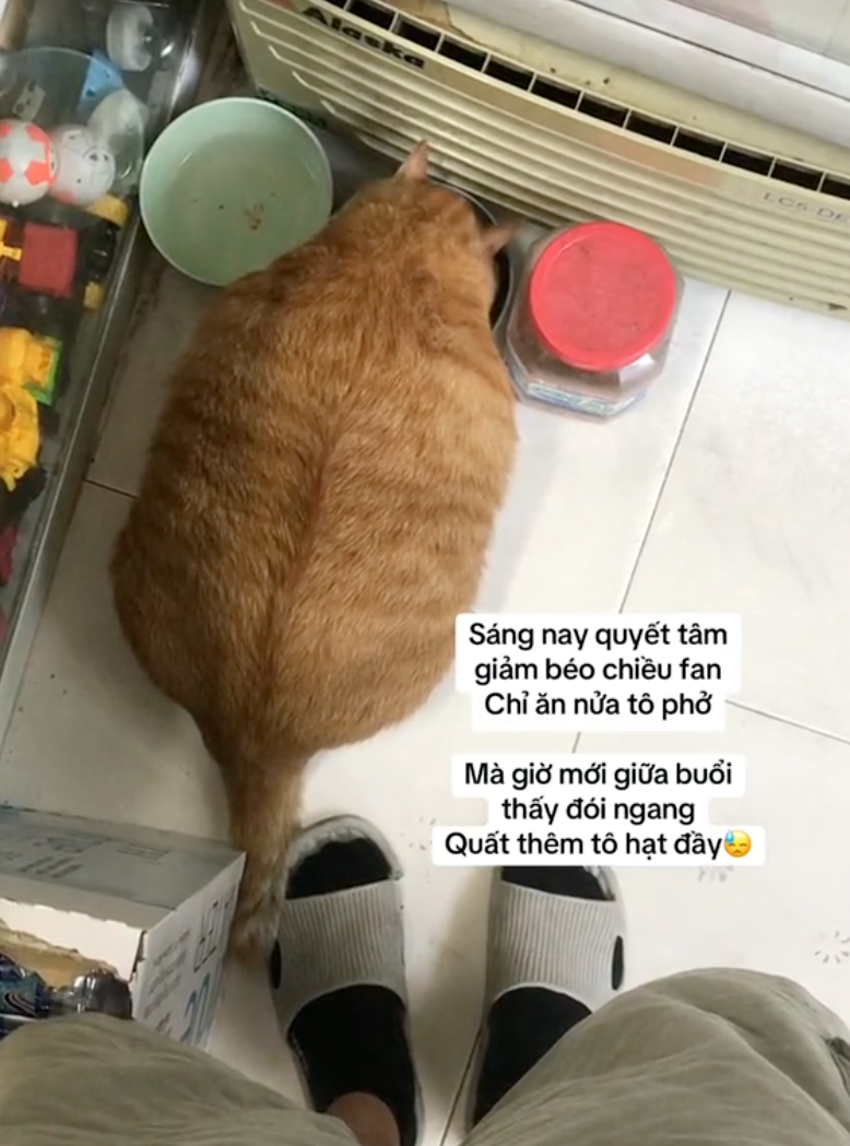 "Cậu cả" tiệm tạp h&oacute;a Th&aacute;i H&agrave;: Ch&uacute; m&egrave;o cam 12kg phủ s&oacute;ng MXH, danh tiếng c&ograve;n lan sang cả xứ sở Ch&ugrave;a V&agrave;ng- Ảnh 5.
