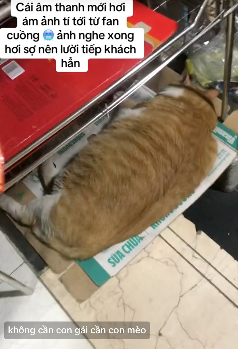 "Cậu cả" tiệm tạp h&oacute;a Th&aacute;i H&agrave;: Ch&uacute; m&egrave;o cam 12kg phủ s&oacute;ng MXH, danh tiếng c&ograve;n lan sang cả xứ sở Ch&ugrave;a V&agrave;ng- Ảnh 10.