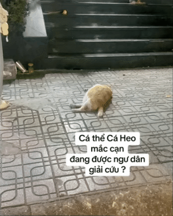 "Cậu cả" tiệm tạp h&oacute;a Th&aacute;i H&agrave;: Ch&uacute; m&egrave;o cam 12kg phủ s&oacute;ng MXH, danh tiếng c&ograve;n lan sang cả xứ sở Ch&ugrave;a V&agrave;ng- Ảnh 12.