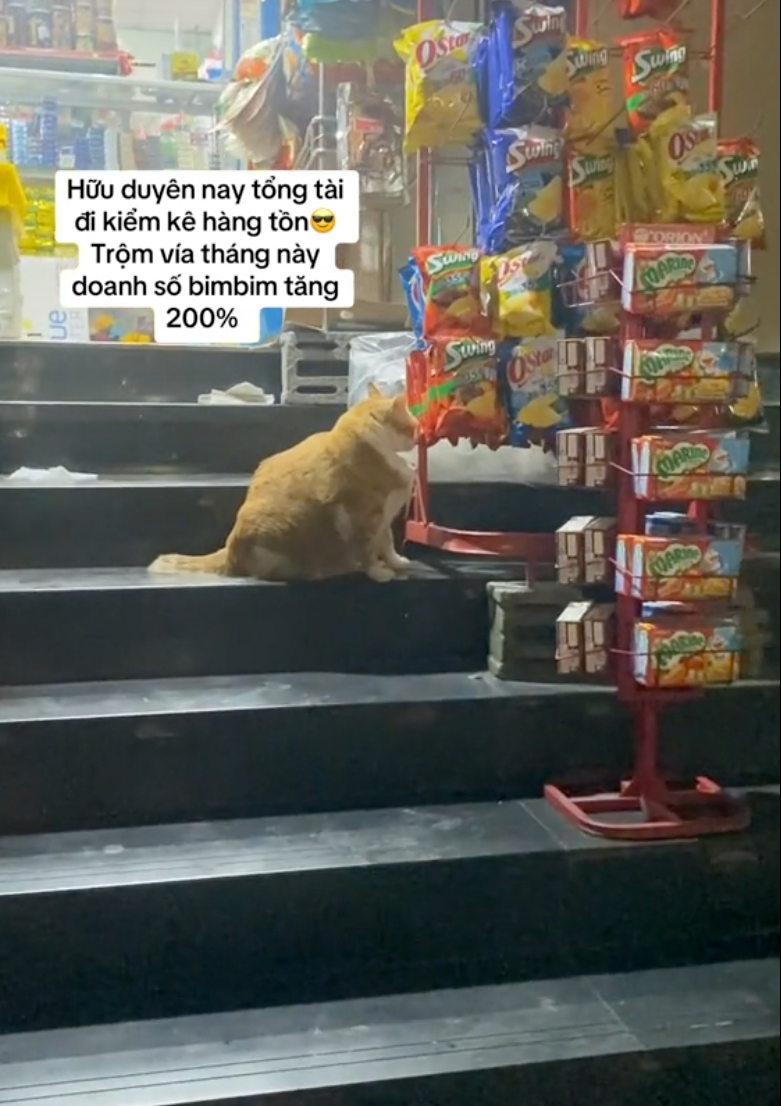 "Cậu cả" tiệm tạp h&oacute;a Th&aacute;i H&agrave;: Ch&uacute; m&egrave;o cam 12kg phủ s&oacute;ng MXH, danh tiếng c&ograve;n lan sang cả xứ sở Ch&ugrave;a V&agrave;ng- Ảnh 8.