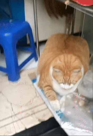 "Cậu cả" tiệm tạp h&oacute;a Th&aacute;i H&agrave;: Ch&uacute; m&egrave;o cam 12kg phủ s&oacute;ng MXH, danh tiếng c&ograve;n lan sang cả xứ sở Ch&ugrave;a V&agrave;ng- Ảnh 9.
