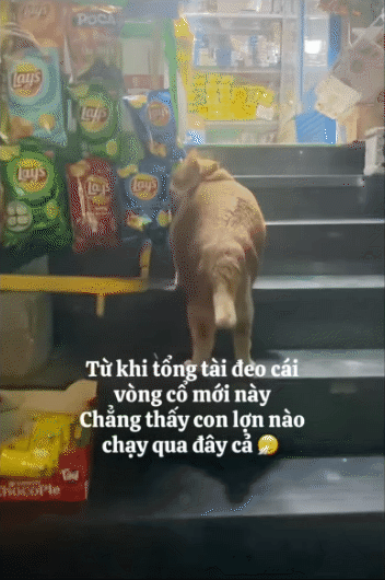 "Cậu cả" tiệm tạp h&oacute;a Th&aacute;i H&agrave;: Ch&uacute; m&egrave;o cam 12kg phủ s&oacute;ng MXH, danh tiếng c&ograve;n lan sang cả xứ sở Ch&ugrave;a V&agrave;ng- Ảnh 11.