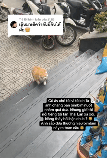 "Cậu cả" tiệm tạp h&oacute;a Th&aacute;i H&agrave;: Ch&uacute; m&egrave;o cam 12kg phủ s&oacute;ng MXH, danh tiếng c&ograve;n lan sang cả xứ sở Ch&ugrave;a V&agrave;ng- Ảnh 14.