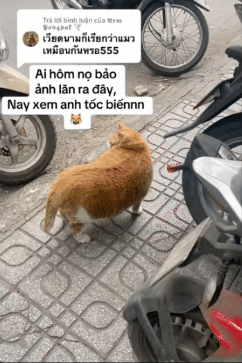 "Cậu cả" tiệm tạp h&oacute;a Th&aacute;i H&agrave;: Ch&uacute; m&egrave;o cam 12kg phủ s&oacute;ng MXH, danh tiếng c&ograve;n lan sang cả xứ sở Ch&ugrave;a V&agrave;ng- Ảnh 13.