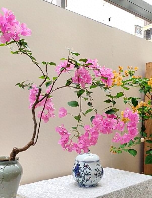 C&acirc;y hoa giấy chồng t&ocirc;i trồng 