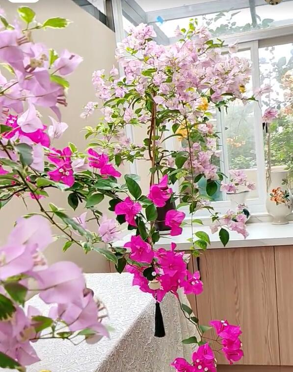 Cây hoa giấy chồng tôi trồng …