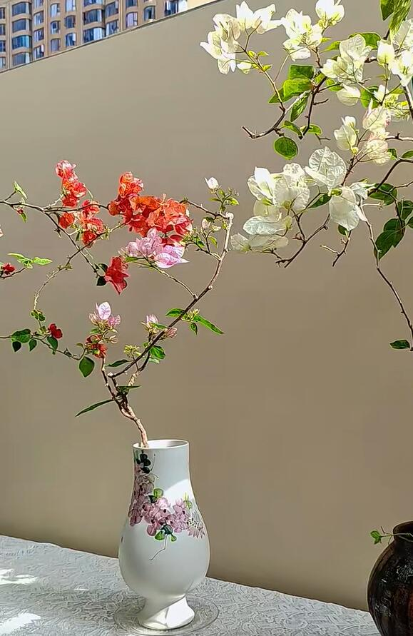 C&acirc;y hoa giấy chồng t&ocirc;i trồng 