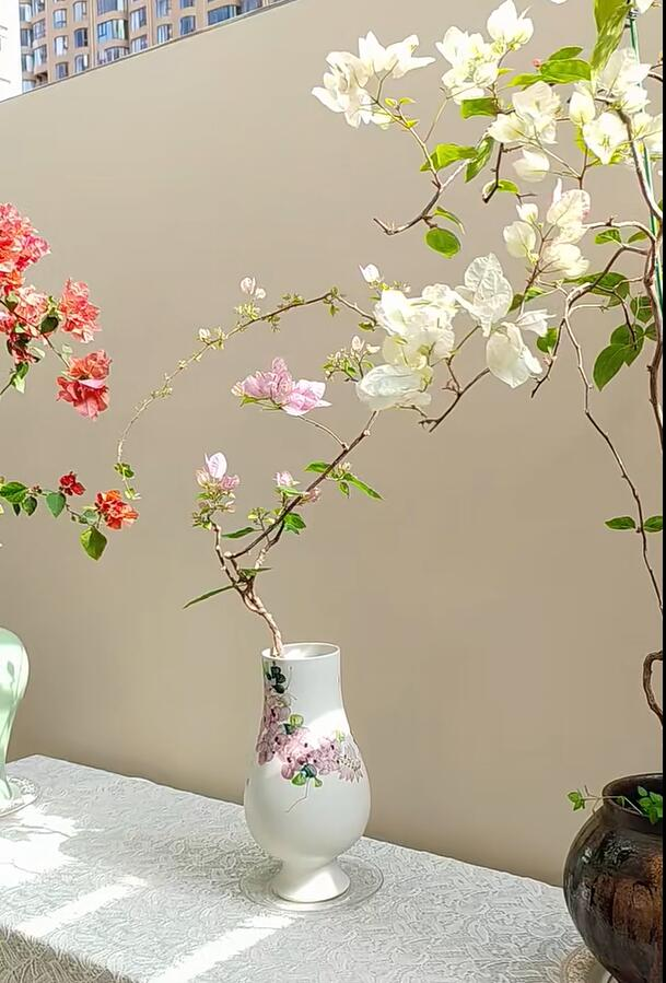 C&acirc;y hoa giấy chồng t&ocirc;i trồng 