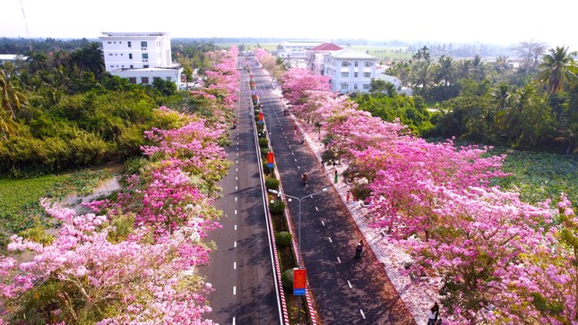 Lần đầu tiên có lễ hội hoa kèn hồng- Ảnh 1.