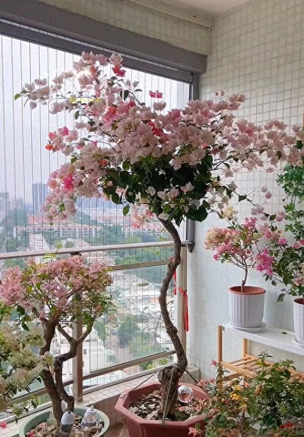Chậu cây 3 triệu của người phụ nữ trung…