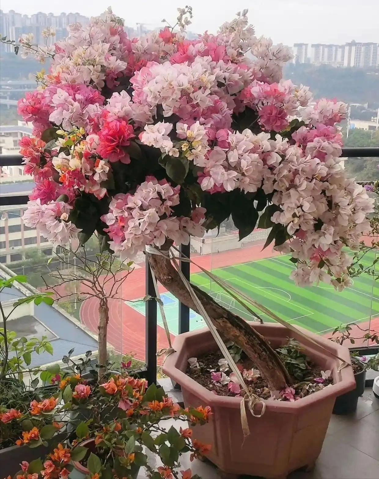 Chậu cây 3 triệu của người phụ nữ trung niên: Lúc đầu bị hàng xóm chê cười, kết cục ai cũng phải xin lỗi- Ảnh 4. Chậu cây 3 triệu của người phụ nữ trung niên: Lúc đầu bị hàng xóm chê cười, kết cục ai cũng phải xin lỗi- Ảnh 4.