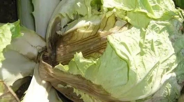 5 dấu hiệu cho thấy cải bắp chứa Formaldehyde độc hại, người th&ocirc;ng th&aacute;i sẽ kh&ocirc;ng bao giờ mua- Ảnh 6.