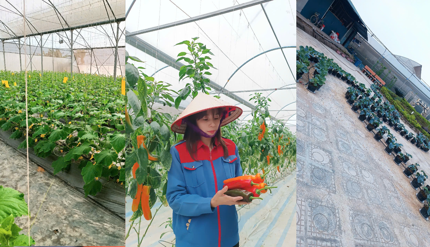 Nữ nhân viên văn phòng nghỉ việc về làm một thứ: Đất ruộng hóa "vàng xanh", cơ ngơi "phình ra" hơn 6 lần- Ảnh 2.
