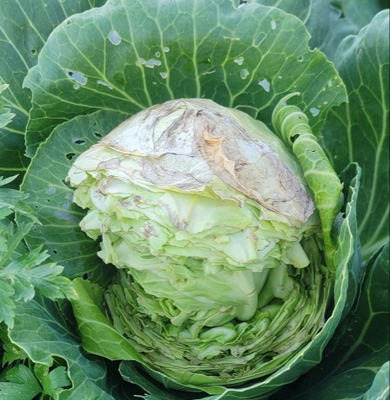 5 dấu hiệu cho thấy cải bắp chứa Formaldehyde độc hại, người th&ocirc;ng th&aacute;i sẽ kh&ocirc;ng bao giờ mua- Ảnh 5.