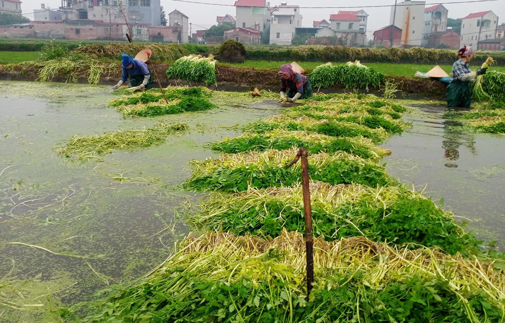 Loại rau 'nhà nghèo' mọc dại, nay giúp nông dân 1 xã kiếm 100 tỷ mỗi năm: Tốt tới không ngờ- Ảnh 1.