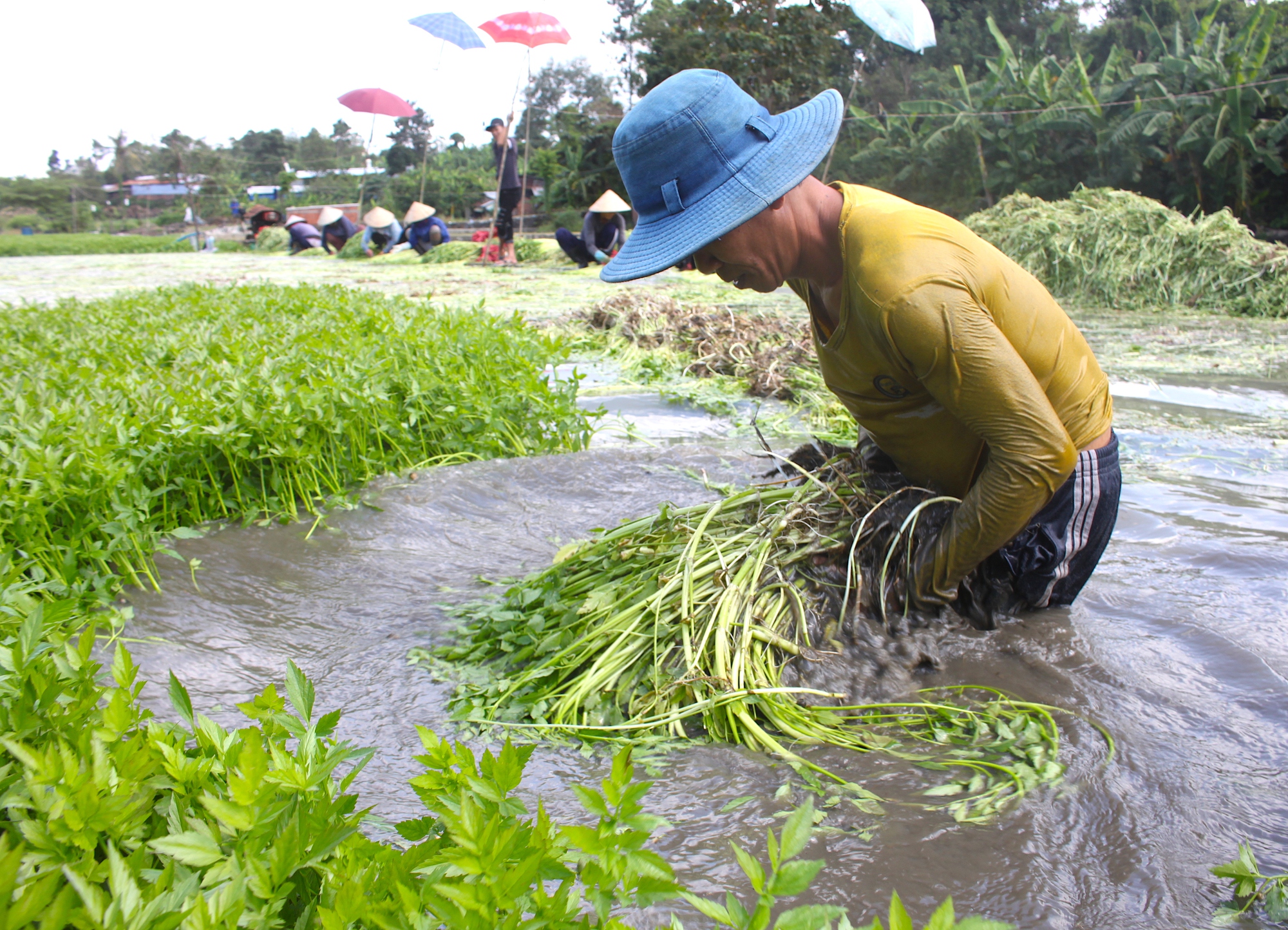 Loại rau 'nhà nghèo' mọc dại, nay giúp nông dân 1 xã kiếm 100 tỷ mỗi năm: Tốt tới không ngờ- Ảnh 2.