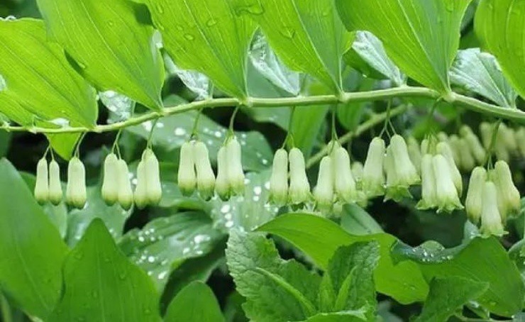 Rau cho lợn ăn chứa “vàng” trong rễ, người Việt cứ đào bán là đếm tiền mỏi tay- Ảnh 1.