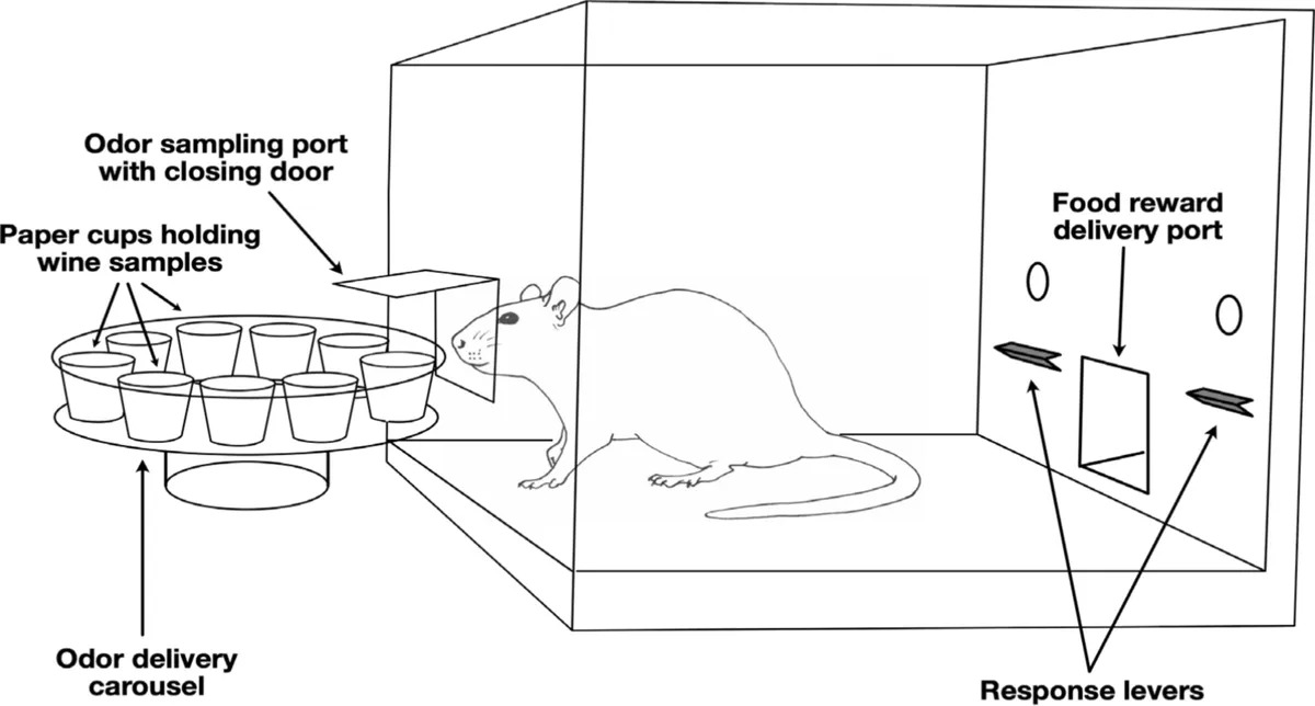 Chuột cũng biết nếm rượu vang?- Ảnh 2.