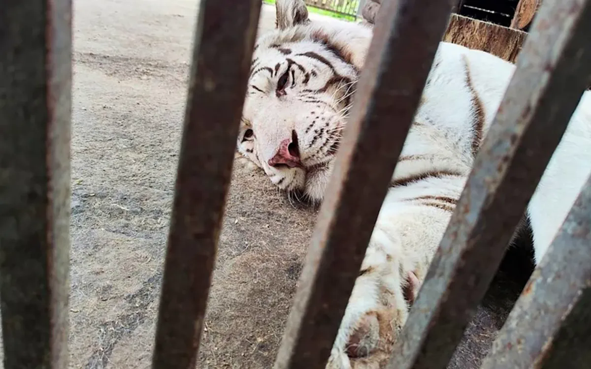 Người truyền cảm hứng cho toàn thế giới về tình yêu động vật bị hổ trắng vồ chết- Ảnh 1. Người truyền cảm hứng cho toàn thế giới về tình yêu động vật bị hổ trắng vồ chết- Ảnh 1.