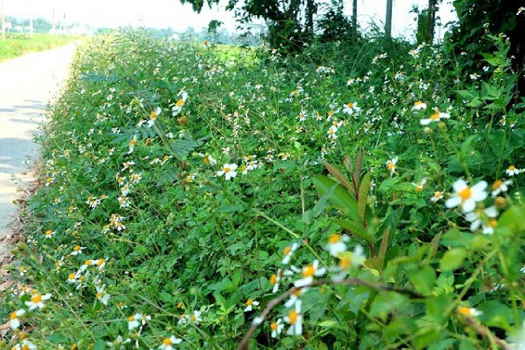 Loại cây là "kẻ thù nhà nông" lại được ví như cỏ thần, thế giới đánh giá cao- Ảnh 1. Loại cây là "kẻ thù nhà nông" lại được ví như cỏ thần, thế giới đánh giá cao- Ảnh 1.