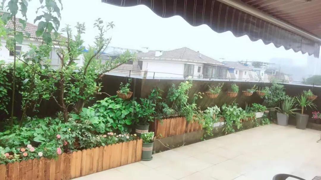 Chịu áp lực suốt thời gian dài, mẹ đảm tìm đến việc làm vườn và biến sân thượng thành thiên đường hoa trái- Ảnh 1.