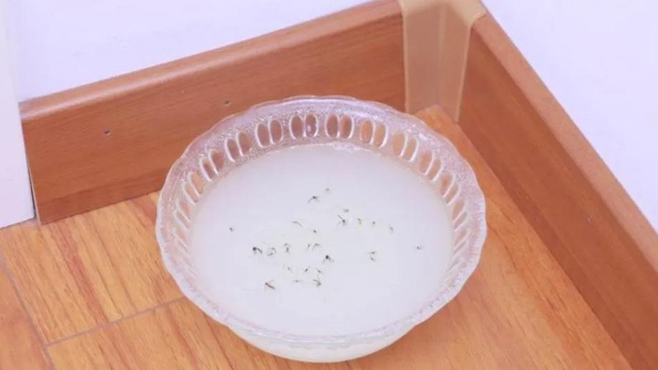 Đặt 1 bát nước trong nhà, ruồi muỗi sợ như gặp 
