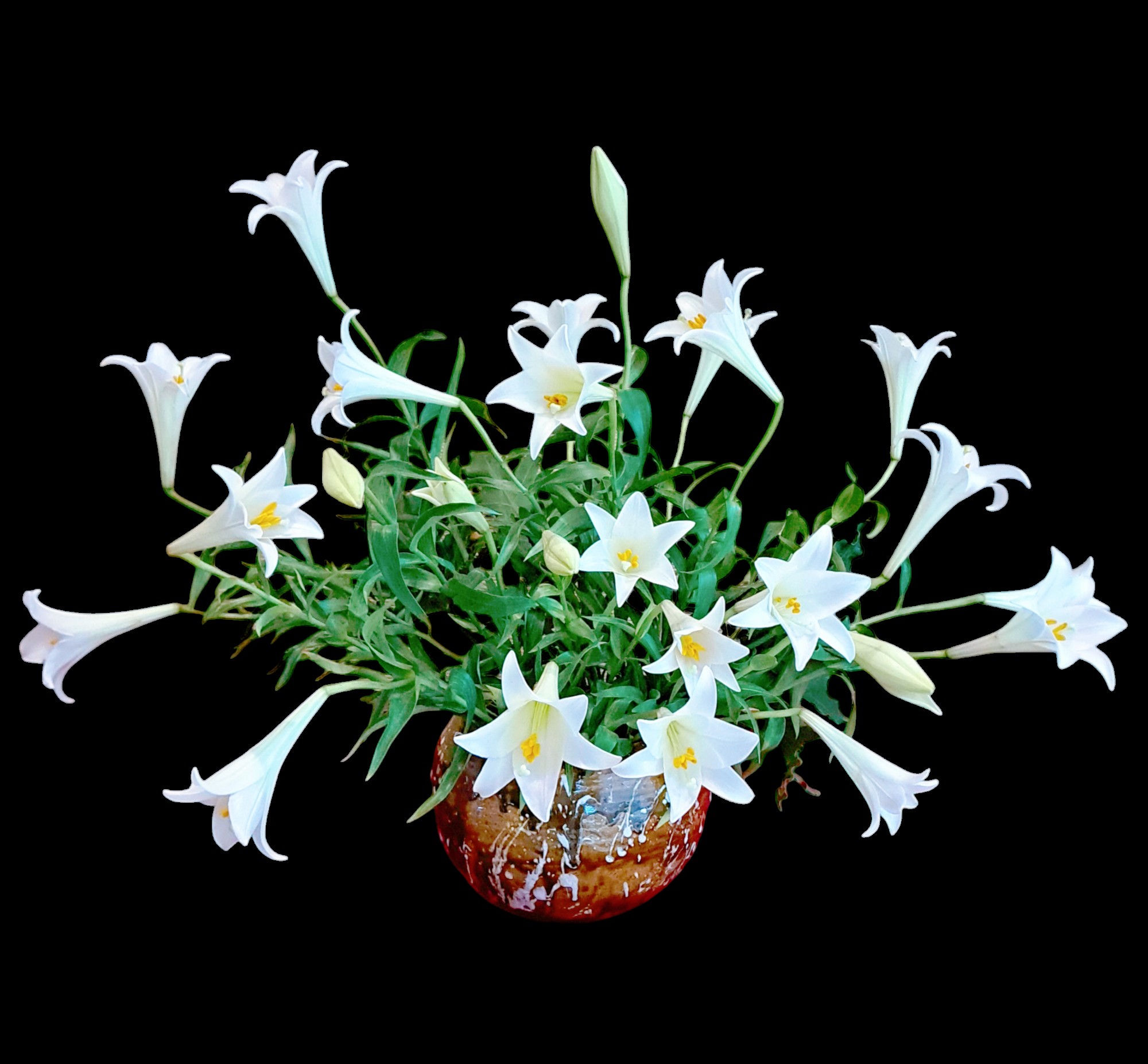 Th&aacute;ng 4 về, chị em rủ nhau khoe b&igrave;nh hoa loa k&egrave;n đẹp rực rỡ, đỉnh nhất vẫn l&agrave; căn nh&agrave; với 2.000 b&ocirc;ng hoa- Ảnh 22.