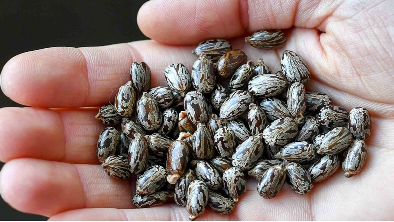 Loại hạt chứa "chất độc nguy hiểm bậc nhất hành tinh", người Việt vẫn vừa dùng vừa bán hằng ngày- Ảnh 1.