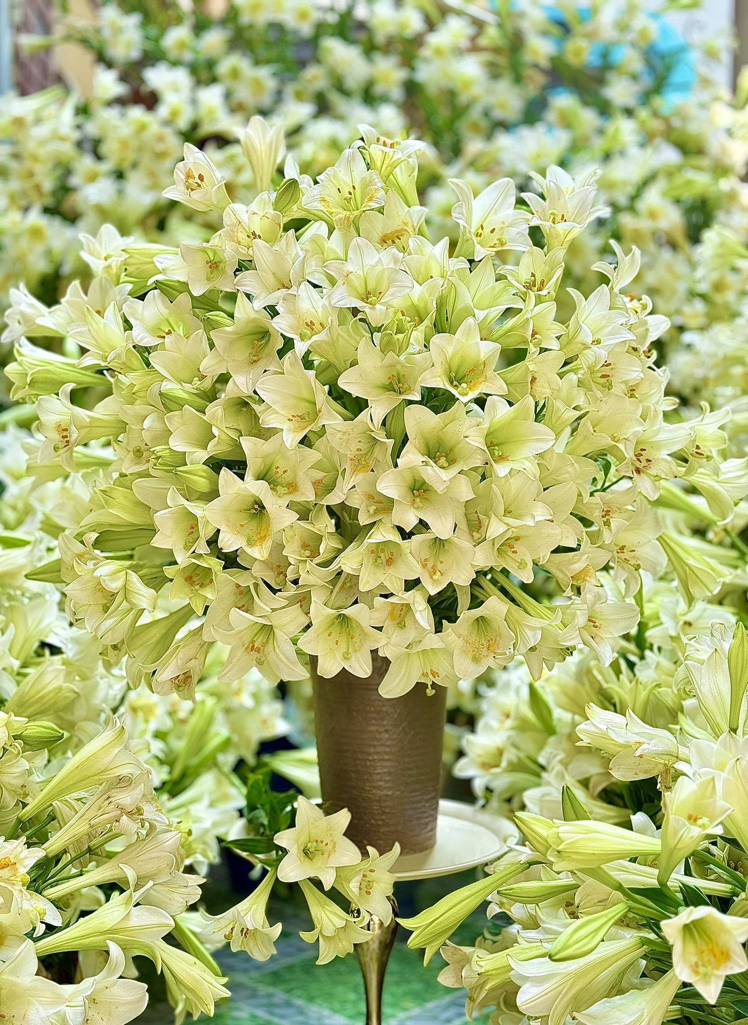 Th&aacute;ng 4 về, chị em rủ nhau khoe b&igrave;nh hoa loa k&egrave;n đẹp rực rỡ, đỉnh nhất vẫn l&agrave; căn nh&agrave; với 2.000 b&ocirc;ng hoa- Ảnh 4.