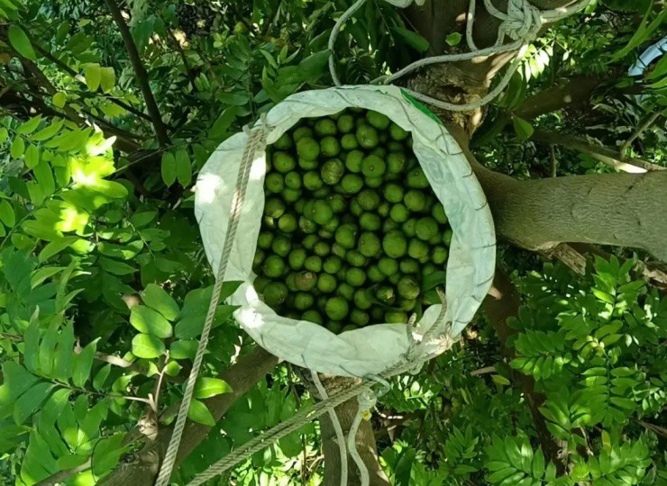 Quả mọc đầy đường ở Việt Nam, sang nước ngo&agrave;i đắt ph&aacute;t sốc- Ảnh 2.