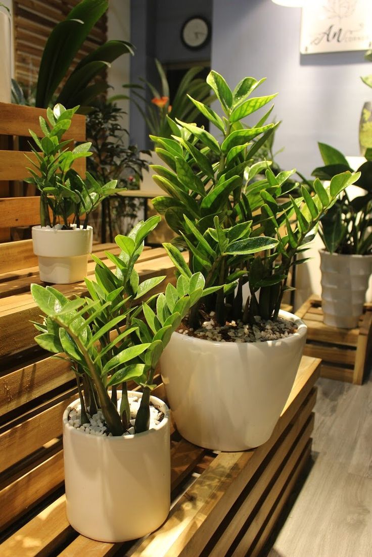 Nhà giàu thường đặt 6 loại cây này để trấn giữ của cải, biến nguy thành an, mở đường cho tài vận- Ảnh 3.