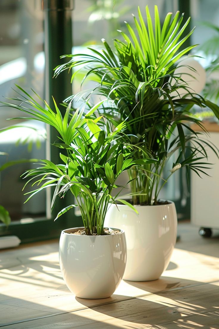 Nhà giàu thường đặt 6 loại cây này để trấn giữ của cải, biến nguy thành an, mở đường cho tài vận- Ảnh 18.