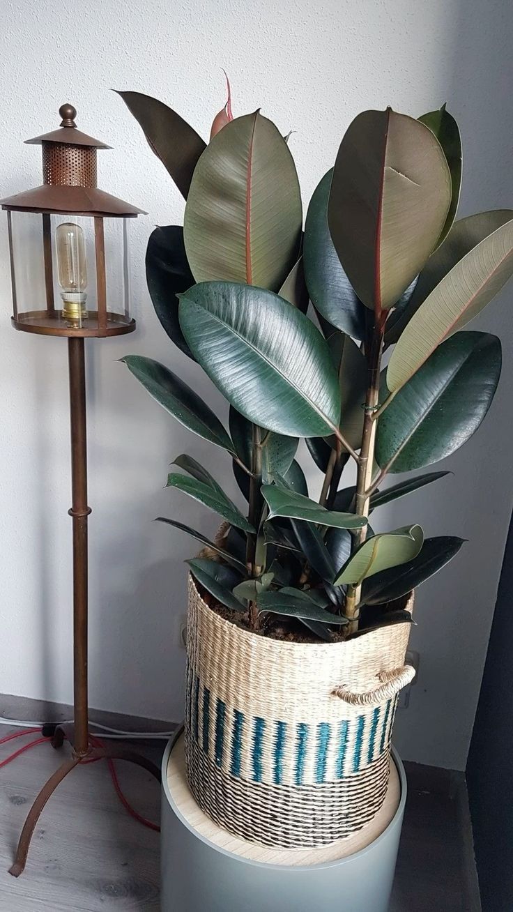 Nhà giàu thường đặt 6 loại cây này để trấn giữ của cải, biến nguy thành an, mở đường cho tài vận- Ảnh 8.