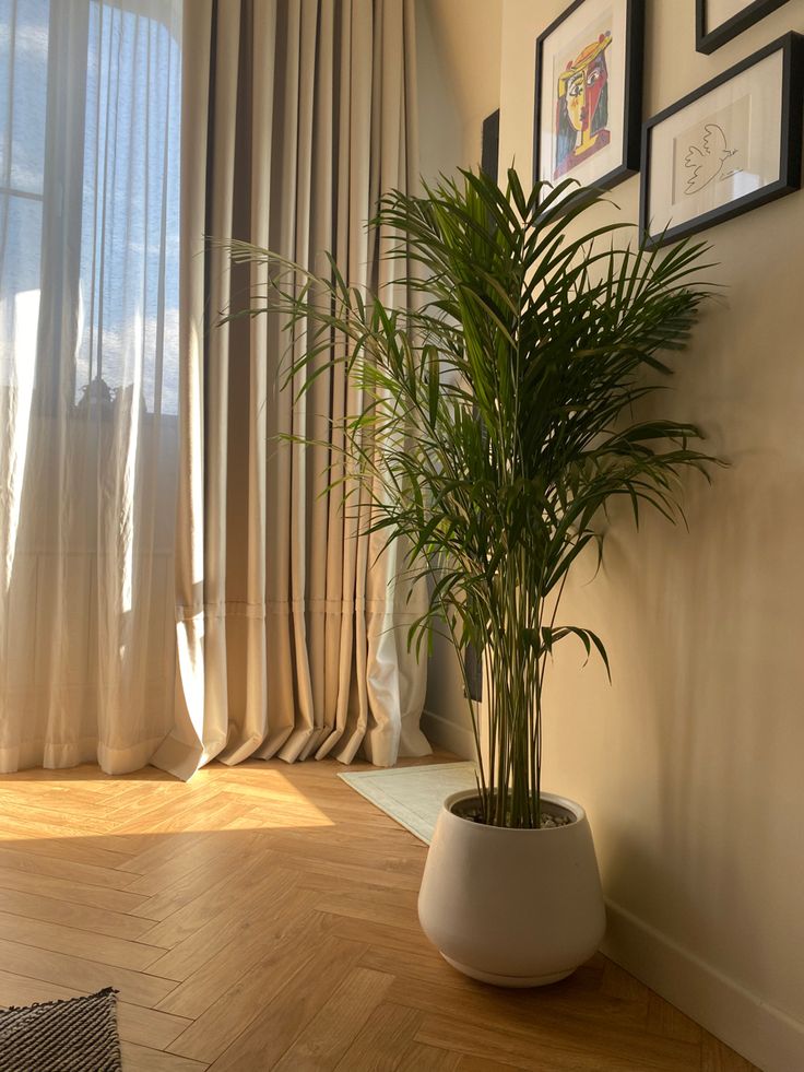 Nhà giàu thường đặt 6 loại cây này để trấn giữ của cải, biến nguy thành an, mở đường cho tài vận- Ảnh 17.