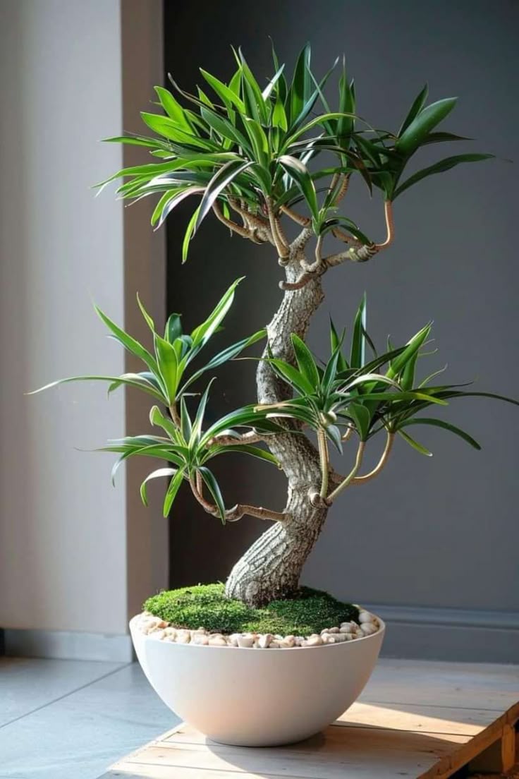 Nhà giàu thường đặt 6 loại cây này để trấn giữ của cải, biến nguy thành an, mở đường cho tài vận- Ảnh 14.