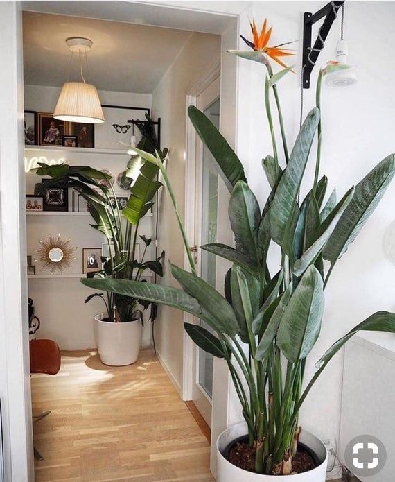 Nhà giàu thường đặt 6 loại cây này để trấn giữ của cải, biến nguy thành an, mở đường cho tài vận- Ảnh 11.