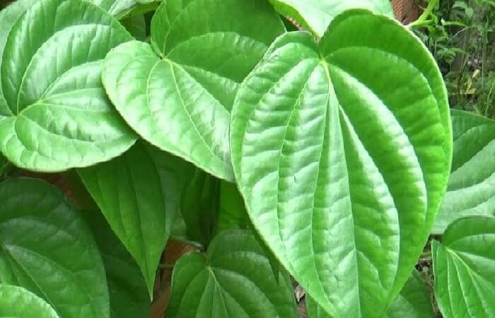 Ngoài 30 tuổi, lần đầu tiên tôi biết có 1 loại lá chống say tàu xe: Hiệu quả không kém thuốc chống say mà giá chỉ vài ngàn đồng- Ảnh 2.