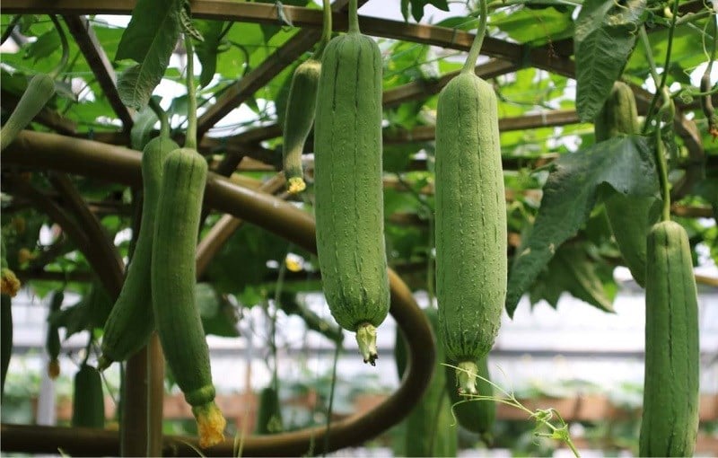Loại quả được ví như nhân sâm trong vườn, mâm cơm nhà nào cũng có mà ít ai để ý- Ảnh 3.