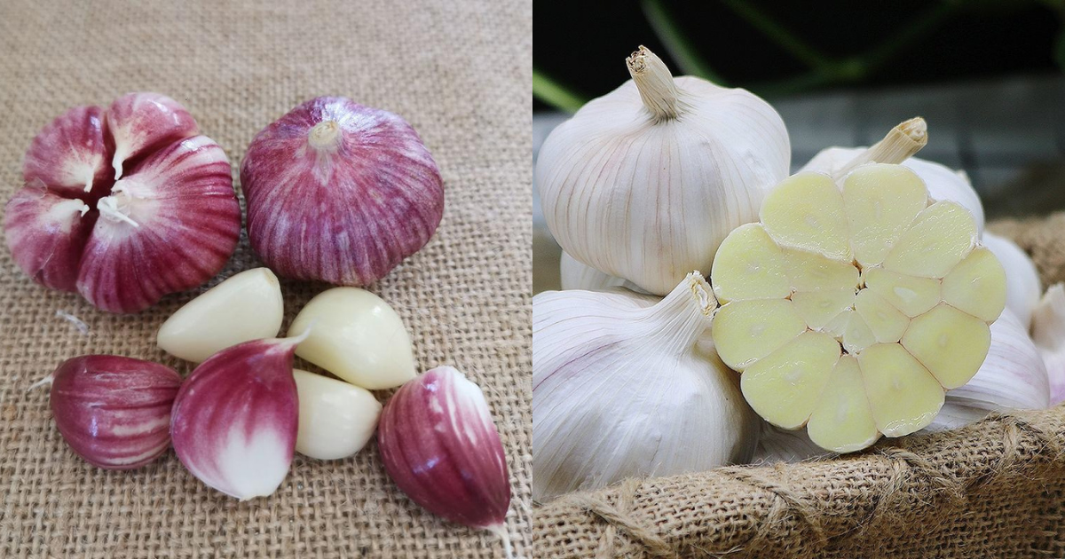 Tỏi vỏ tím hay vỏ trắng tốt hơn? Lão nông nói một câu, tôi bỗng được 